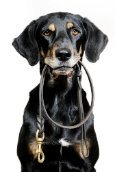 walking with the dog