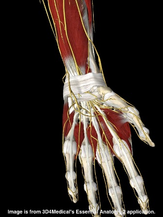 carpal tunnel image